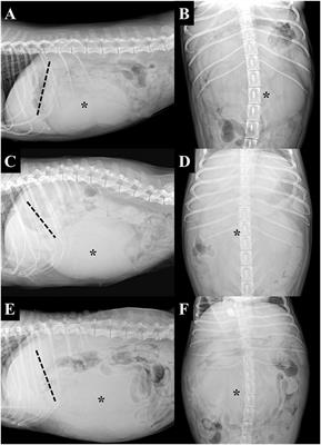 Case Report: Multimodal Imaging Features of Pedunculated Liver Masses in Seven Dogs